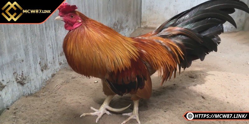 Khám phá nét hấp dẫn đặc biệt của đá gà Việt Nam xưa nay 3 Gà rừng lai mang sự cứng cáp của núi rừng