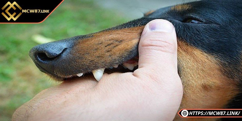 Nằm mơ thấy chó là điềm báo gì – May mắn hay rủi ro? 5 Mỗi giấc mơ thấy chó đều sẽ mang những ý nghĩa khác nhau