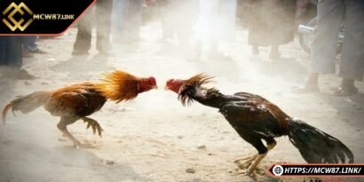 Các bước rèn luyện để tạo nên chiến kê cực mạnh mẽ